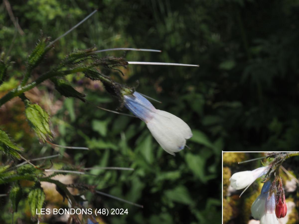Comfrey, Wisley Blue flower